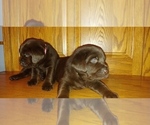 Small Photo #12 Labrador Retriever Puppy For Sale in BLUFFTON, IN, USA