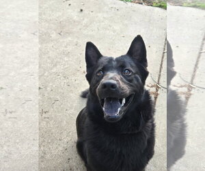 Mutt Dogs for adoption in Munford, TN, USA