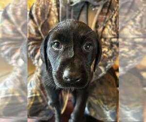 Labrador Retriever Puppy for sale in FAIRCHILD, WI, USA