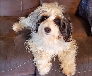Mother of the Bernedoodle (Miniature) puppies born on 07/01/2026