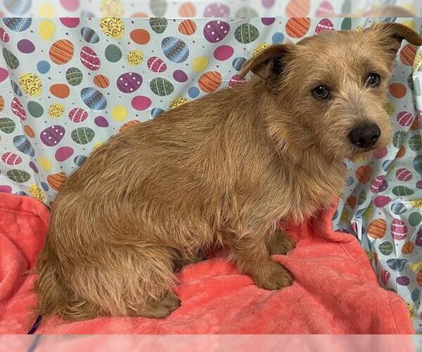 Medium Photo #1 Norfolk Terrier-Unknown Mix Puppy For Sale in Modesto, CA, USA