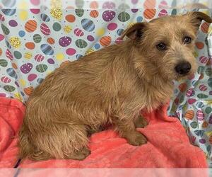 Norfolk Terrier-Unknown Mix Dogs for adoption in Modesto, CA, USA
