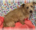 Small Norfolk Terrier Mix