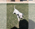 Small Photo #32 Dalmatian Puppy For Sale in AMARILLO, TX, USA