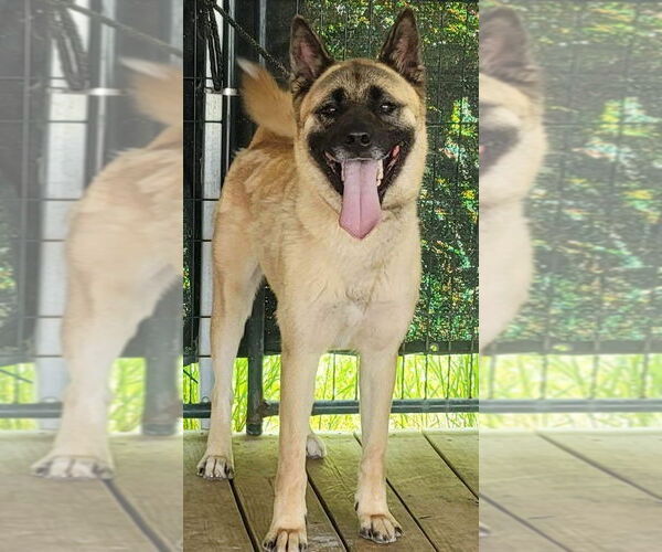 Medium Photo #1 Akita-Unknown Mix Puppy For Sale in Pottstown, PA, USA