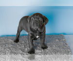 Small Photo #8 Cane Corso Puppy For Sale in BOURBON, IN, USA