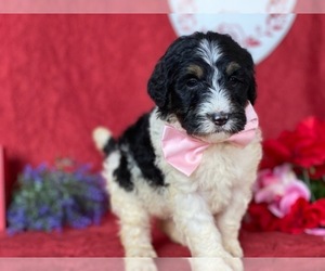 Bernedoodle Puppy for sale in LANCASTER, PA, USA