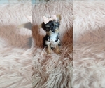 Puppy 2 Yorkshire Terrier