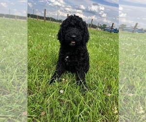 Poodle (Standard) Puppy for Sale in TIMMONSVILLE, South Carolina USA