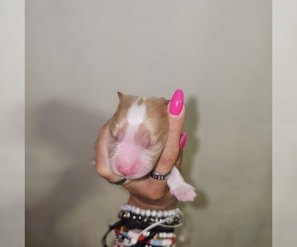 Medium Photo #14 Aussalier Puppy For Sale in DECATUR, IL, USA