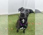 Small #2 Labrador Retriever Mix