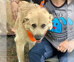 Small #4 Irish Terrier Mix