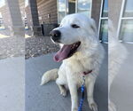 Small #5 Great Pyrenees