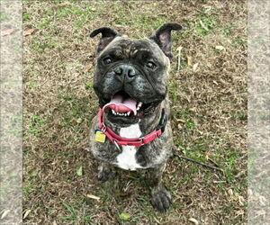 Boxer-Unknown Mix Dogs for adoption in Dumont, NJ, USA