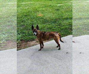 Chihuahua Dogs for adoption in Gulfport, MI, USA