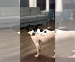Small #9 American Foxhound-Beagle Mix