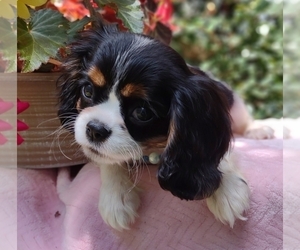 Cavalier King Charles Spaniel Puppy for Sale in ELIZABETHTON, Tennessee USA