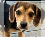 Small #3 Beagle Mix