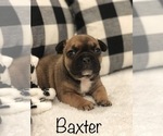 Small Photo #5 French Bulldog Puppy For Sale in PARAGOULD, AR, USA