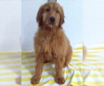 Small Photo #1 Goldendoodle Puppy For Sale in FREDERICKSBURG, OH, USA
