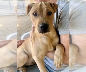 Mutt Dogs for adoption in Martinez, CA, USA