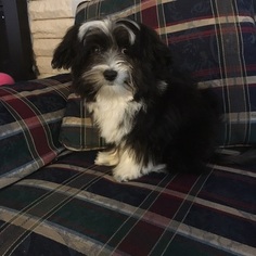 Coton de Tulear Puppy for sale in GREENVILLE, MI, USA