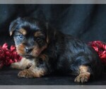 Small #3 Yorkshire Terrier