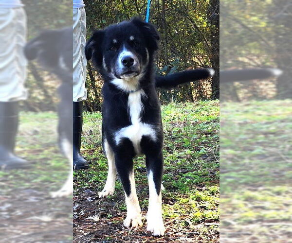 Medium Photo #3 Australian Shepherd-Unknown Mix Puppy For Sale in Wetumpka, AL, USA