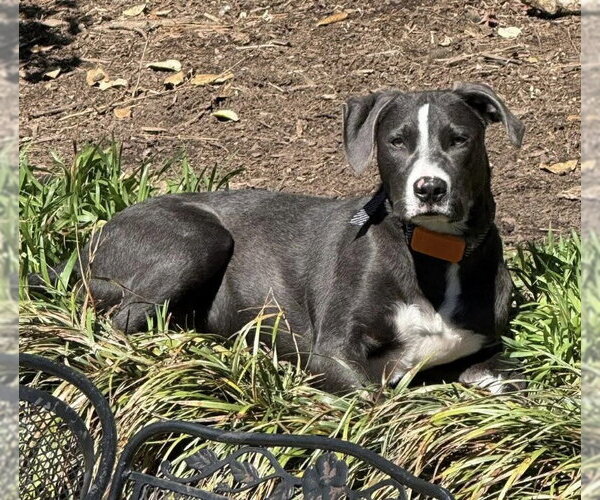Medium Photo #1 Golden Retriever-Unknown Mix Puppy For Sale in Alexander, AR, USA
