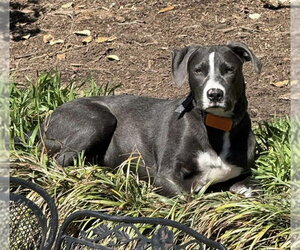 Golden Retriever-Unknown Mix Dogs for adoption in Alexander, AR, USA