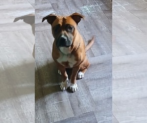 Bullboxer Pit Dogs for adoption in CHARLESTON, WV, USA
