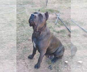 Mother of the Cane Corso puppies born on 04/12/2025