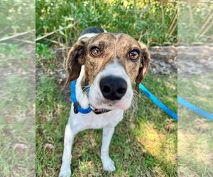 Mutt Dogs for adoption in Hilton Head, SC, USA