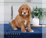 Small Goldendoodle