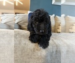 Small #1 F2 Aussiedoodle