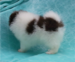 Small #27 Pomeranian