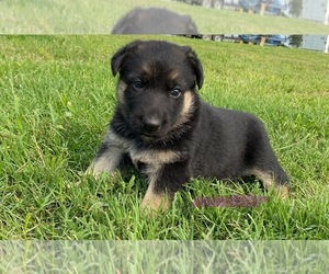 German Shepherd Dog Puppy for sale in WOLFE CITY, TX, USA