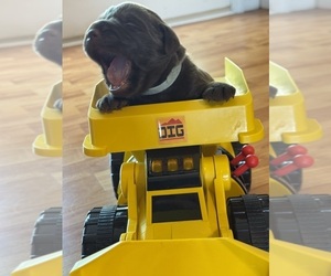 Labrador Retriever Litter for sale in CLINTWOOD, VA, USA