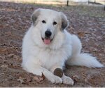 Small Photo #23 Great Pyrenees Puppy For Sale in Spring, TX, USA