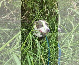 American Pit Bull Terrier Dogs for adoption in Jackson, MS, USA