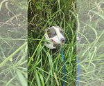 Small American Pit Bull Terrier