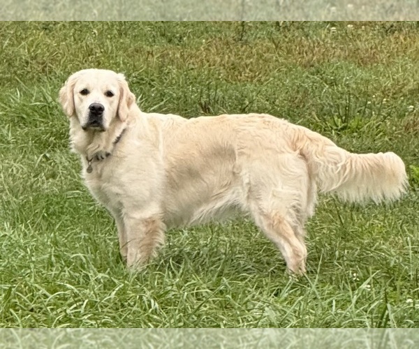 Medium Photo #1 English Cream Golden Retriever Puppy For Sale in ROCKY RIDGE, MD, USA