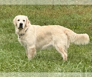Mother of the English Cream Golden Retriever puppies born on 04/14/2026