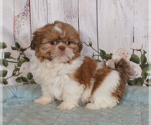 Shih Tzu Puppy for sale in PENNS CREEK, PA, USA
