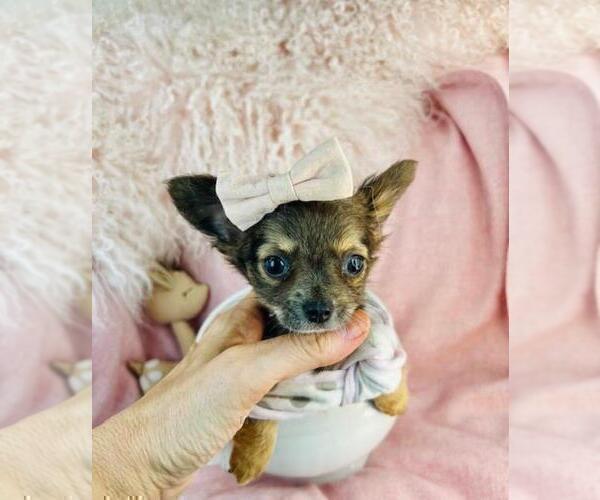 Medium Photo #16 Chihuahua Puppy For Sale in TAMPA, FL, USA