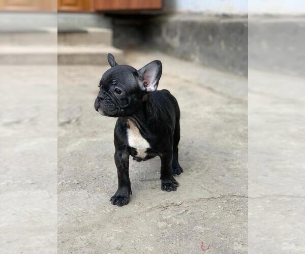 Medium Photo #1 French Bulldog Puppy For Sale in BROOKLYN, NY, USA