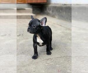 French Bulldog Puppy for sale in BROOKLYN, NY, USA