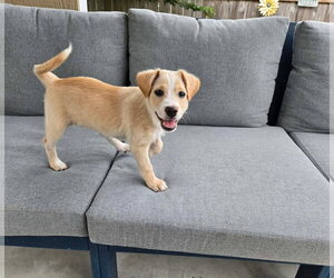 Chihuahua-Labrador Retriever Mix Dogs for adoption in Virginia Beach, VA, USA