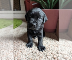 Labrador Retriever Puppy for sale in SAINT JOHNS, MI, USA