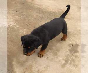 Rottweiler Puppy for sale in MADISON HEIGHTS, VA, USA